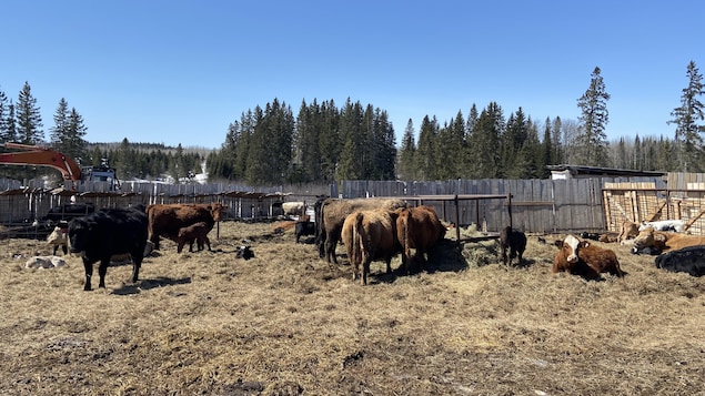 Un projet d’abattoir à North Bay soulève de l’intérêt en Abitibi-Témiscamingue