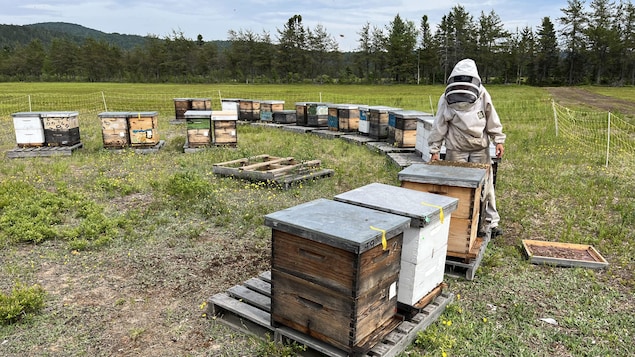 Les abeilles sur la Côte-Nord souffrent des températures en dents de scie