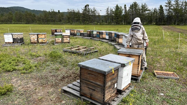 Les abeilles sur la Côte-Nord souffrent des températures en dents de scie