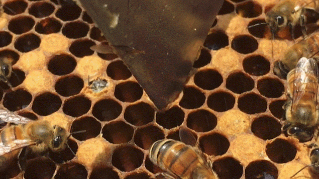 Sortant d'un alvéole, une abeille Sortant d'un alvéole, une abeille