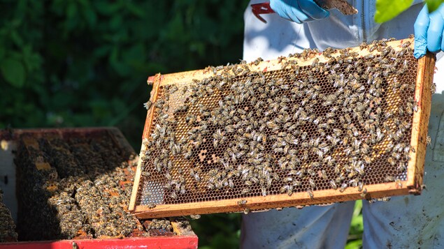 Les abeilles mâles plus sensibles au stress que les femelles, selon une étude