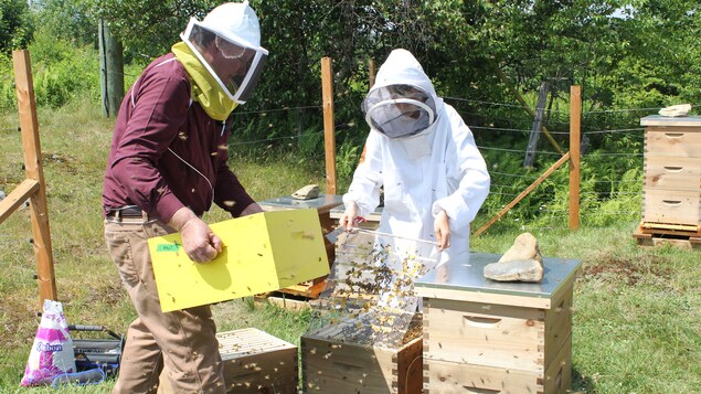 Un homme et une femme portant des filets et des vêtements adaptés, manipulent une ruche remplie d'abeilles dans un champ. Un homme et une femme portant des filets et des vêtements adaptés, manipulent une ruche remplie d'abeilles dans un champ.
