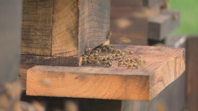 Des abeilles à l'extérieur d'une ruche. 