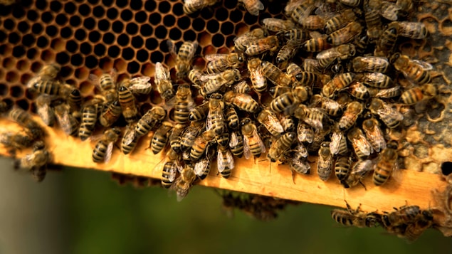 New Vaccine Approved by Canadian Food Inspection Agency for American Plague in Bees