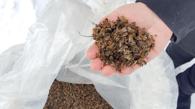 Des pertes d'abeilles importantes sont recensées, notamment au Centre-du-Québec.