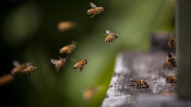 Des abeilles ukrainiennes trouvent refuge en Colombie-Britannique