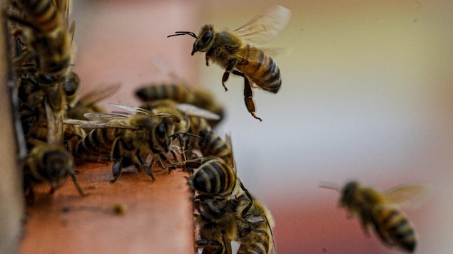 Journée mondiale de l’abeille : la véritable fête de la Reine
