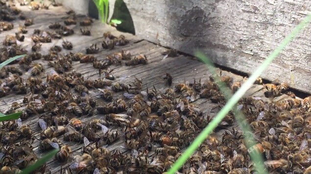 Les apiculteurs de MartinGill Bees, à Saint-Anicet en Montérégie, ont constaté de nombreux décès d'abeilles ce printemps. Ils accusent les pesticides néonicotinoïdes. Des tests en laboratoire devront le prouver.
