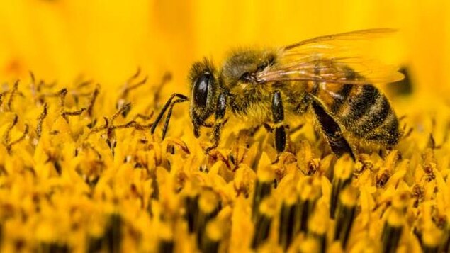 Les pesticides néonicotinoïdes agissent sur le système nerveux central des insectes.
