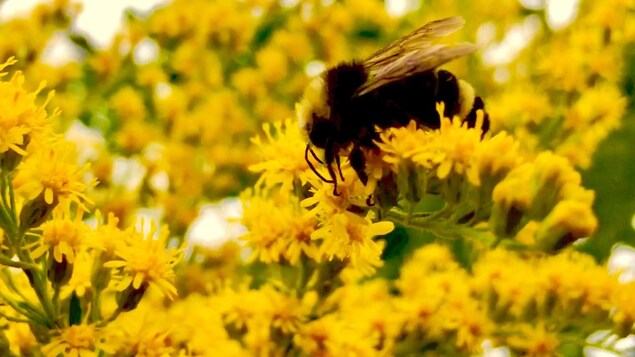 Une abeille dans un champ de fleurs. 
