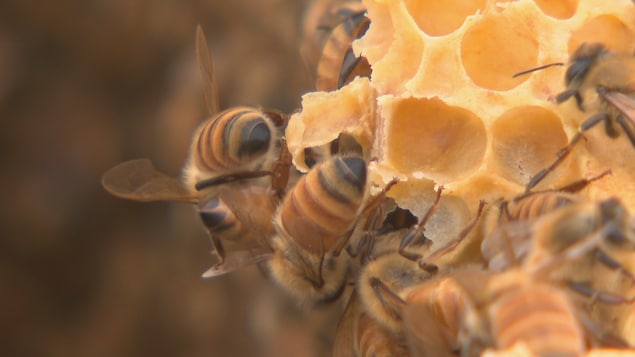 Des abeilles d'une des ruches du RTC