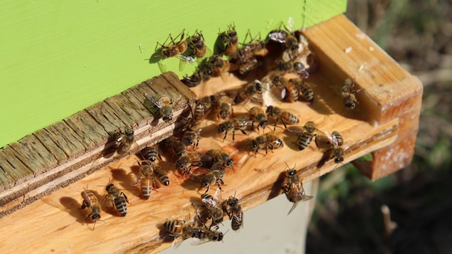 Victimes collatérales de la canicule, les abeilles souffrent en Alberta
