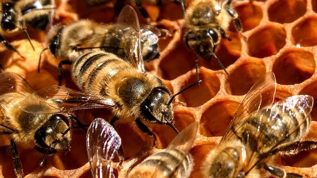 Hausse historique de la mortalité des abeilles au Québec