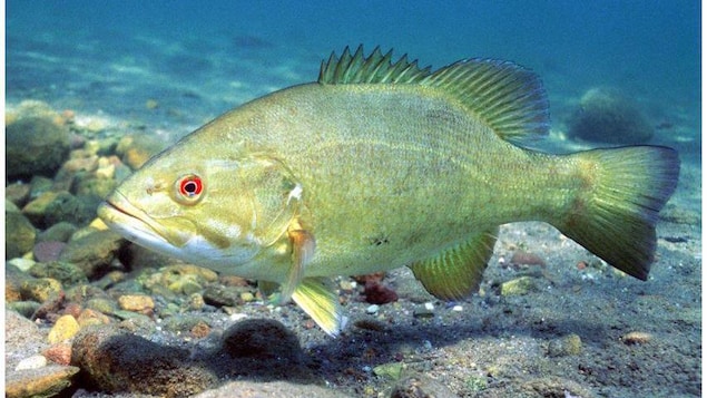 Un poisson du type achigan à petite bouche nage au fond de l'eau.