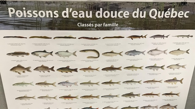 Affiche présentant les différentes familles des poissons d'eau douce retrouvés au Québec. Affiche présentant les différentes familles des poissons d'eau douce retrouvés au Québec.