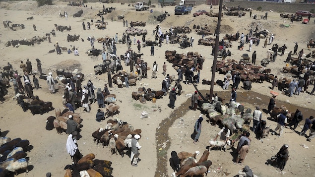 Des dizaines d'éleveurs sont entourés de centaines de moutons sur un terrain vague de la capitale, Kaboul. Des dizaines d'éleveurs sont entourés de centaines de moutons sur un terrain vague de la capitale, Kaboul.