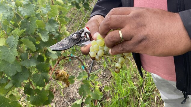 Un vigneron tient un sécateur et une grappe de raisins.