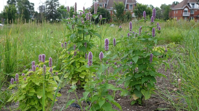 La photo montre des plants de feuillage ornés de fleurs mauves. La photo montre des plants de feuillage ornés de fleurs mauves.