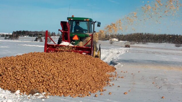 La galle verruqueuse n’est pas de retour jusqu’à présent à l’Î.-P.-É.