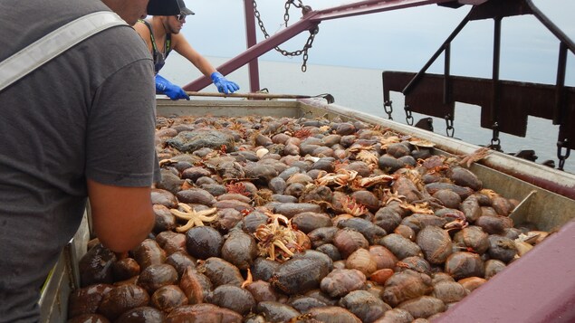 L’exclusion du concombre de mer de la liste Fourchette bleue fait des mécontents