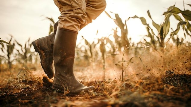 Les bottes d'un agriculteur.