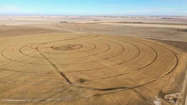 Cercles tracés dans un champ par la rotation d'un système d'irrigation.