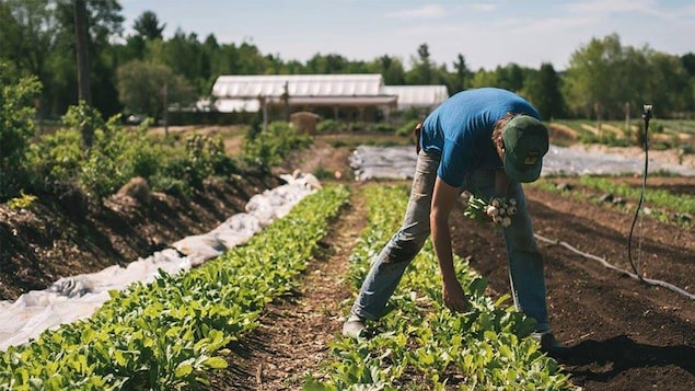 Un homme ramasse des légumes dans un champ.