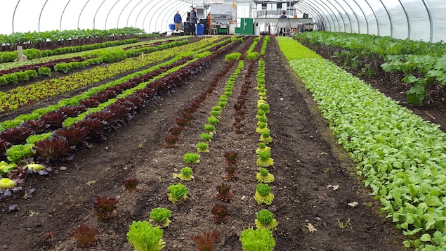 Un nouveau programme pour encourager l’agriculture écologique dans le Nord de l’Ontario