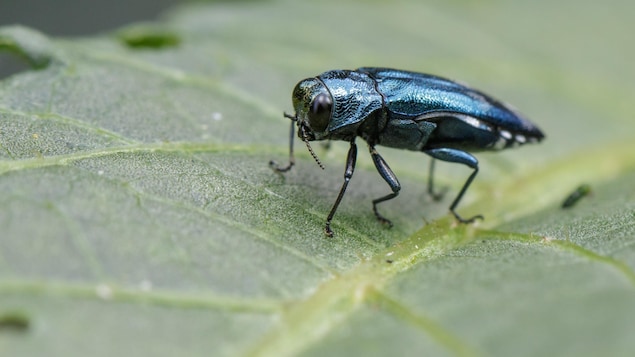 L'agrile du frêne sur une feuille.