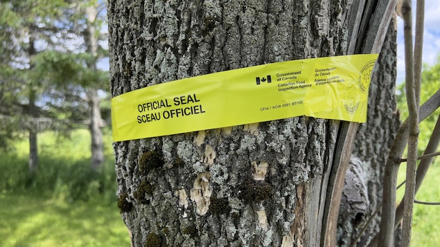 L’agrile du frêne arrive dans la Baie-des-Chaleurs