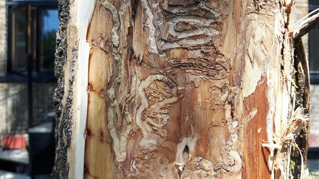 Un arbre infesté par l'agrile du frêne dans le quartier Montcalm à Québec. Un arbre infesté par l'agrile du frêne dans le quartier Montcalm à Québec.