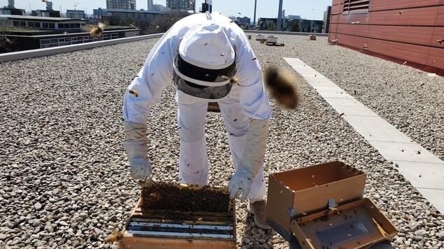 Aidan Jamieson en tenue d'apiculteur se penche sur une ruche.