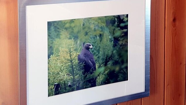 Un aigle royal âgé de trois mois photographié par Louis Fradette Un aigle royal âgé de trois mois photographié par Louis Fradette