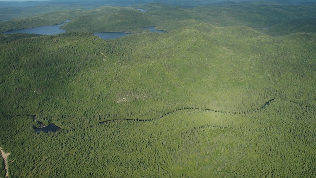 Vue aérienne d'une forêt verdoyante et de lacs.