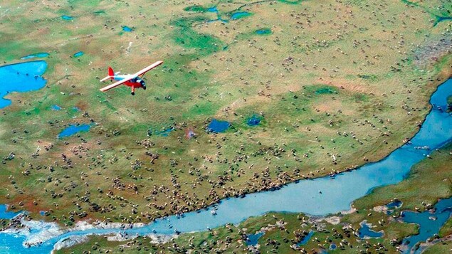Un avion au-dessus d'une harde d'animaux dans la toundra.