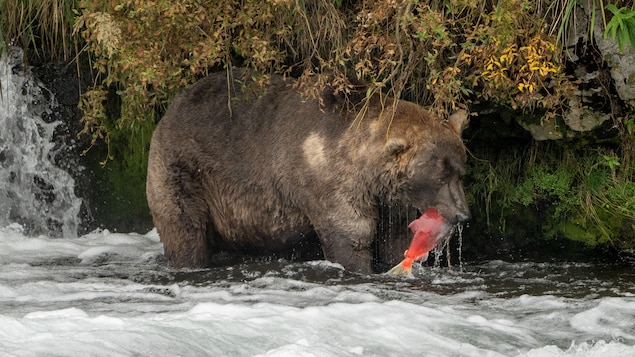 Otis couronné ours le plus obèse du parc Katmai, en Alaska