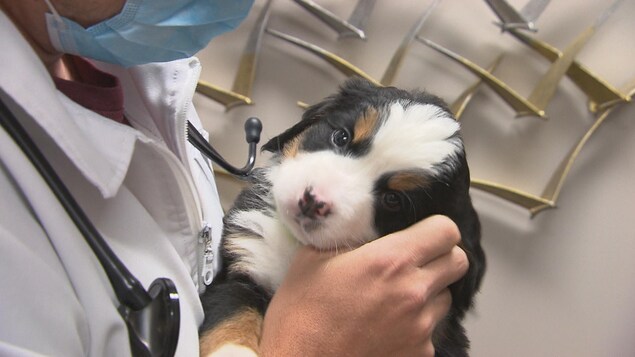 Dr Alexandre Burelle qui tient un chien dans ses mains.
