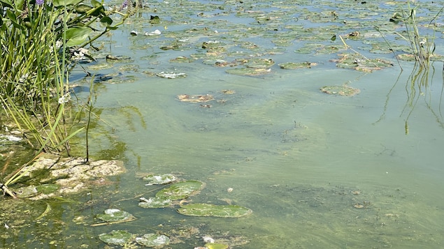 Nénuphars, algues et cyanobactéries sur les bords du lac Tomcod.