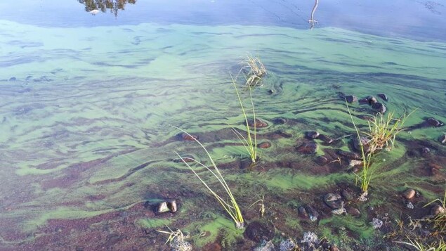 Des algues bleu-vert sur un cours d’eau. 