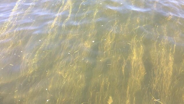 Des algues dans le fleuve Saint-Laurent Des algues dans le fleuve Saint-Laurent
