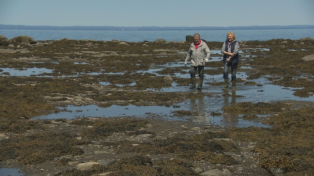 Jean-Pierre Gagnon et Carmen Vaillancourt marchent dans les algues, à marée basse. Jean-Pierre Gagnon et Carmen Vaillancourt marchent dans les algues, à marée basse.