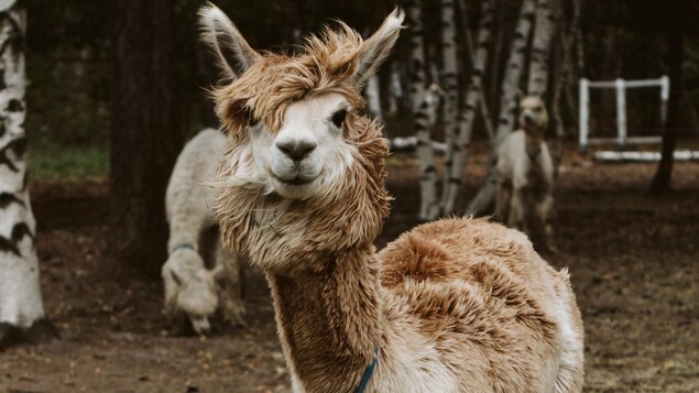 L'alpaga est un animal domestique d'Amérique du Sud.