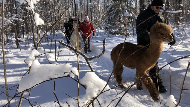 Des promenades d’alpagas appréciées à Saint-David-de-Falardeau