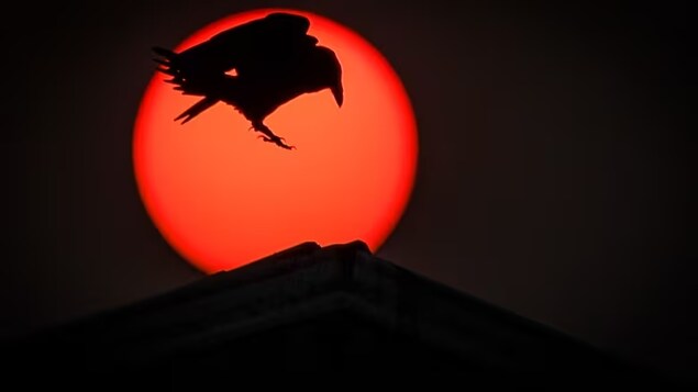 A raven lands on the roof of a barn as thick smoke from wildfires obscures the sun near Cremona, Alta., last week. New research quantifies the area burned in wildfires in western Canada and the U.S. with carbon emissions traced back to fossil fuel companies. (Jeff McIntosh/The Canadian Press)