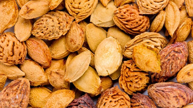 Plan rapproché sur des amandes et des noyaux d'abricots
