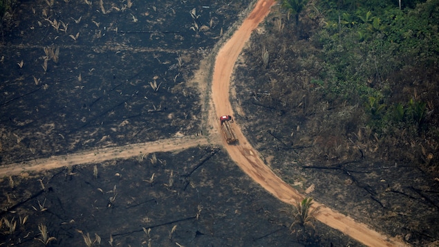 La Terre a perdu environ un terrain de soccer de forêt vierge chaque 5 secondes