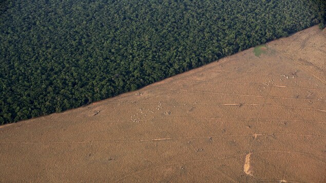 Vu aérienne d'un troupeau de zébu dans un espace défriché de la forêt amazonienne au Brésil