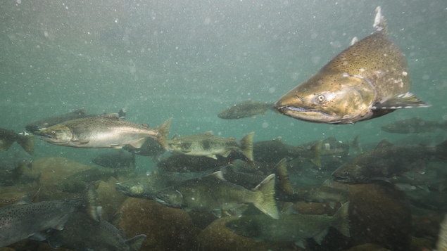 La fonte des glaciers créerait de nouveaux habitats pour les saumons, selon une étude