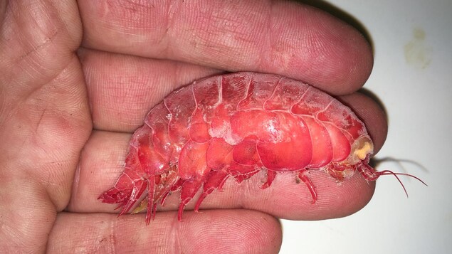 Une main avec un animal rouge sur les doigts, soit un amphipode arctique, nommé eurythenes gryllus Une main avec un animal rouge sur les doigts, soit un amphipode arctique, nommé eurythenes gryllus