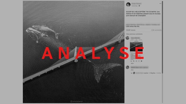 On voit deux baleines sous un pont et un statut Facebook qui mentionne que c'est le nouveau pont Samuel-De Champlain. Le mot « Analyse » est écrit sur la photo.